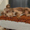 Hund som ligger på Omlet Topology hundeseng med mikrofiber topper med messinghette treføtter