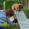Jente mater gulrot til kanin mens en annen kanin sitter på Zippi plattformer foran grønn Zippi ly på innsiden av Omlet Zippi marsvin lekegrind