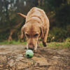 Hund som snuser grønn gummiball