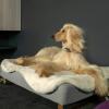 Hund legging på Omlet Topology hundeseng med saueskinn topper og Go ld skinneføtter