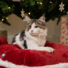 Kattunge i Omlet julekatteseng