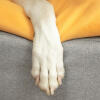 Nærbilde av hundepote på Omlet Topology hundeseng med bean bag topper