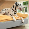 Dalmatisk hund sitter på Omlet Topology hundeseng med beanbag topper og hvite hårnålsføtter