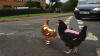 Høysynte kyllinger i veien