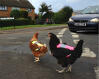 Hold kyllinger trygge på veien!