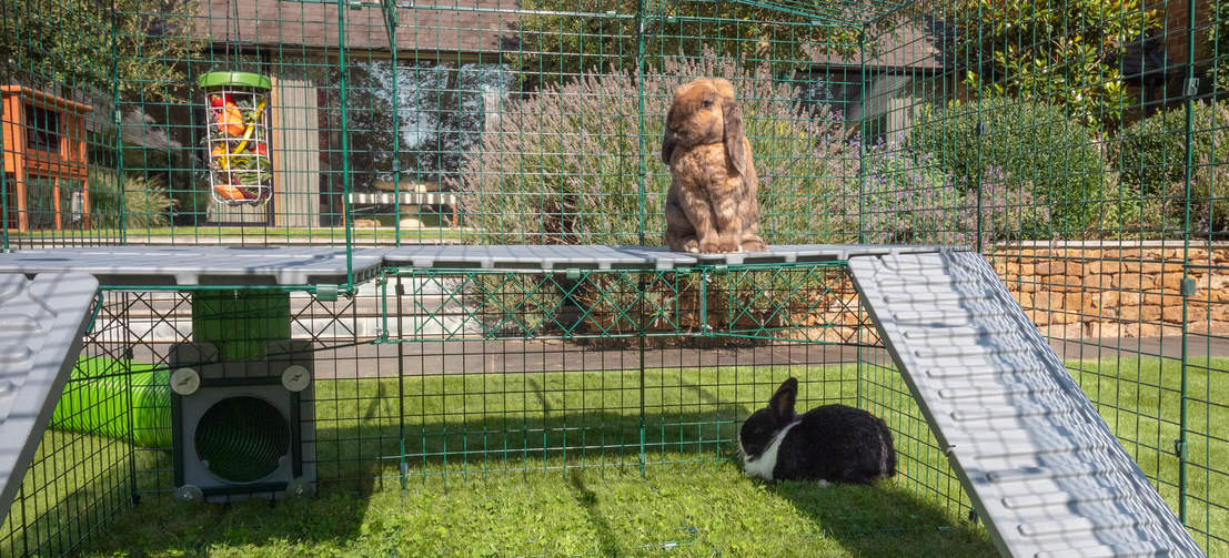 Kanin på Zippi plattformer med en under innsiden av Omlet Zippi kanin lekegrind