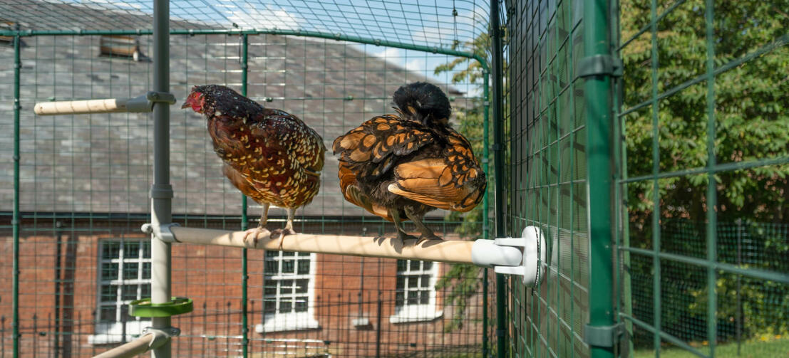 To kyllinger som sitter på Poletree kylling underholdningssystem koblet til Omlet walk in chicken run