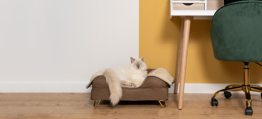 Søt hvit, luftig katt som sitter på mokkabrun minneskum kattestøtteseng med føtter i messing