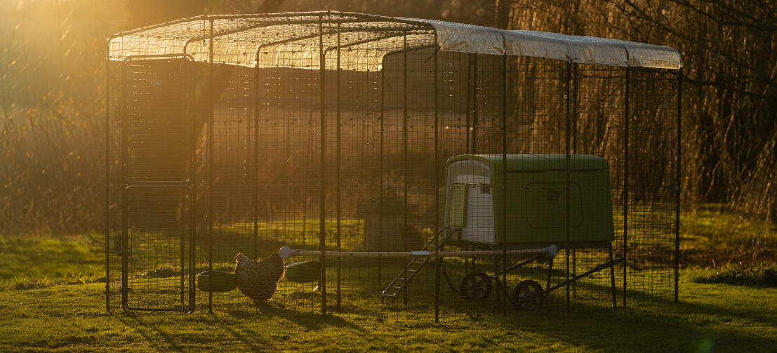 Eglu Cube hønsegård inne i en løpegård med gjennomsiktig dekke på toppen og solnedgang i bakgrunnen