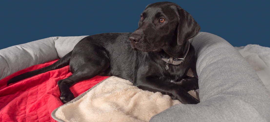 Hund som legger på rødt Omlet Lux ury mykt hundedekken
