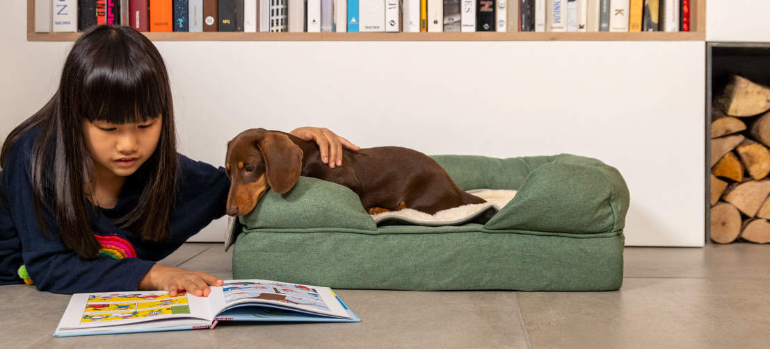 Hund undersøker jentebok mens han ligger i salviegrønn memory foam bolster hundeseng