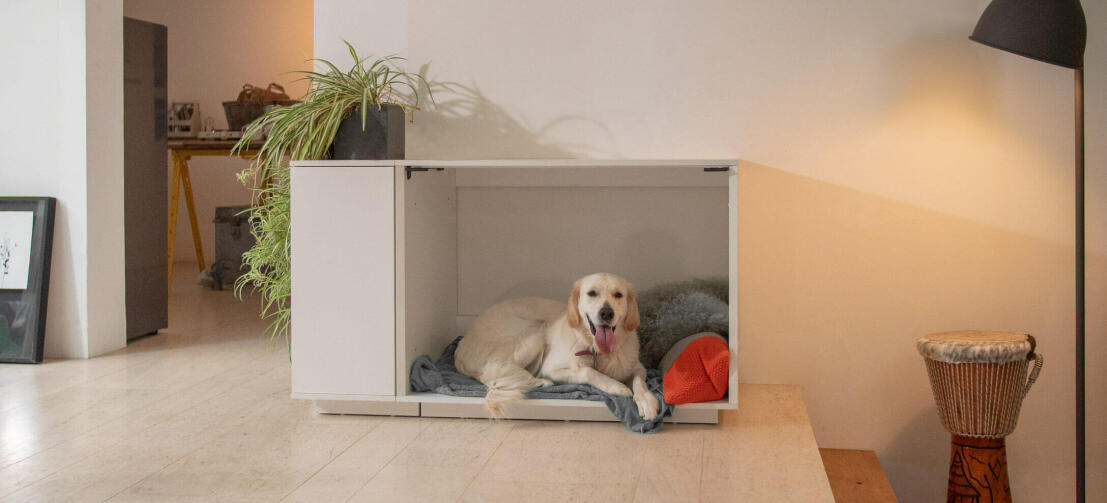 Labrador hund slapper av inne i Fido - Nook hvit kasse med integrert garderobe