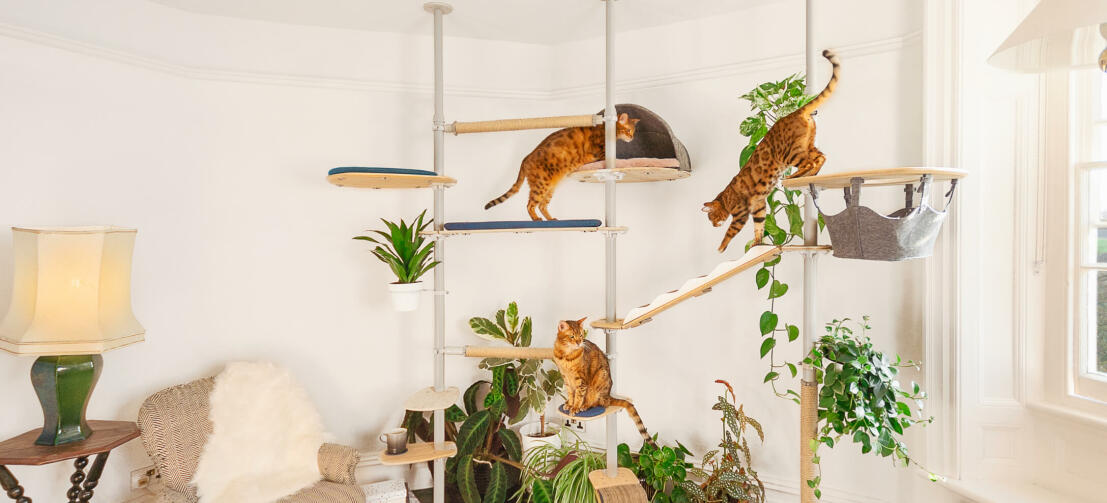 Katter som leker i det innendørs tilpassbare Freestyle høye kattetreet