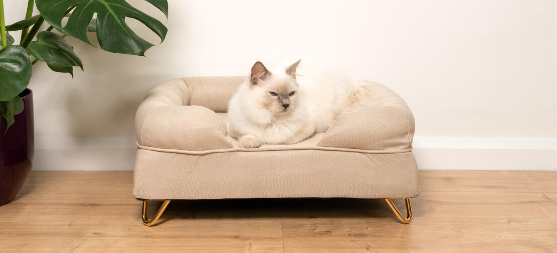 Søt fluffy hvit katt som sitter på naturlig beige kattestøtteseng med Go ld hårnålsføtter