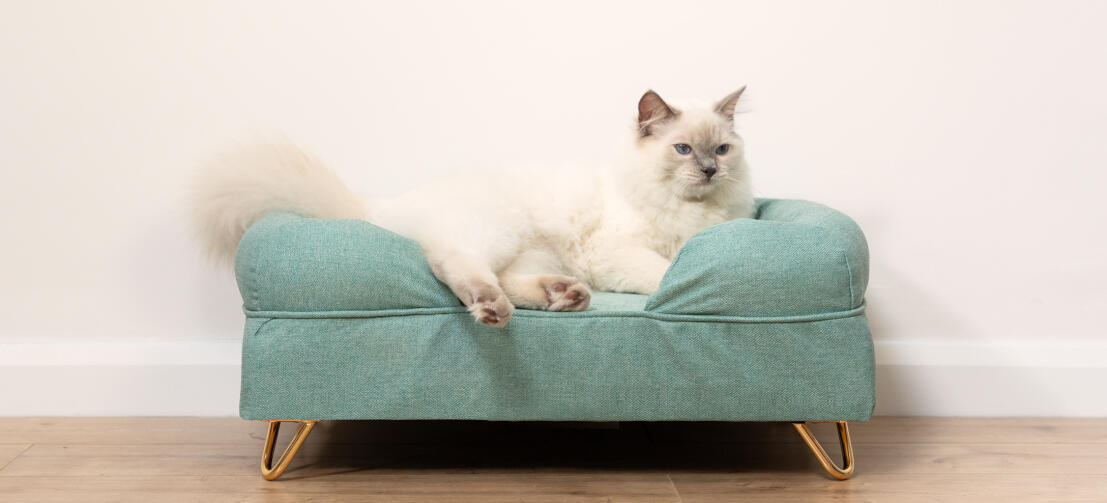 Søt, luftig hvit katt som sitter på blågrønn kattestøtteseng med minneskum med Go ld hårnålsføtter
