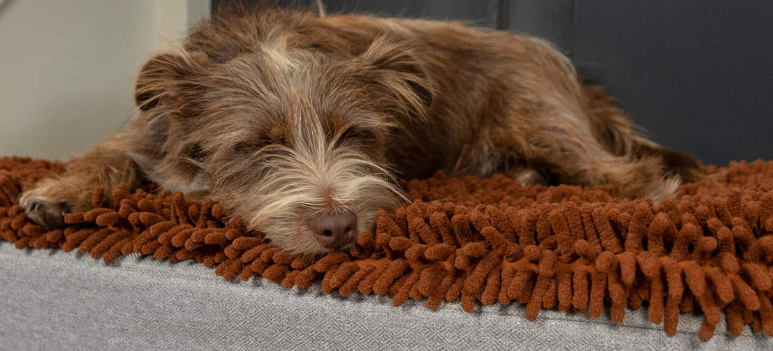 Hund som sover på Omlet Topology hundeseng med mikrofiber topper
