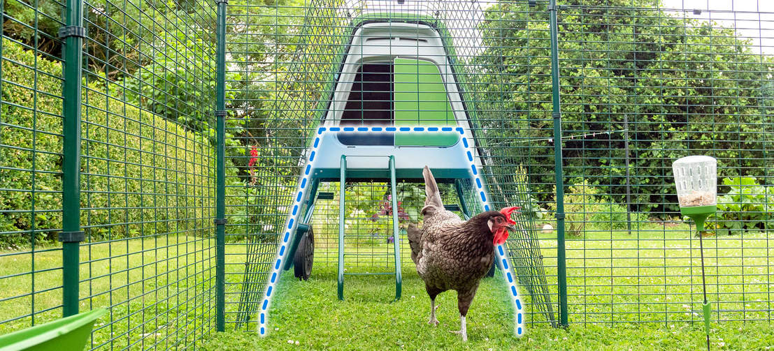 En kylling ved siden av en Go opp hønsegård med en skissert forbindelse til en walk in run