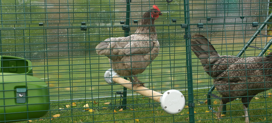 En dverghøne vagler seg i hønsegården til en Eglu Cube
