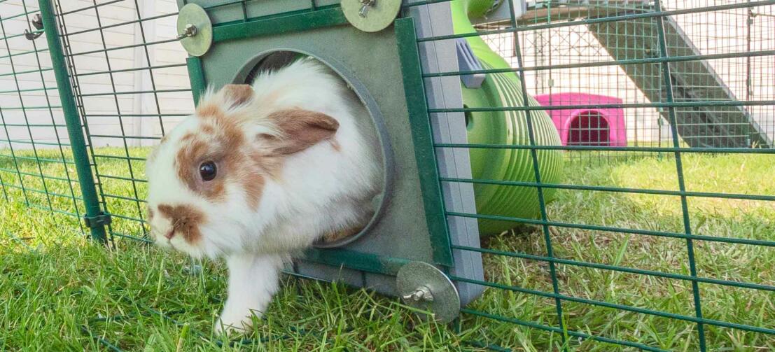 Kanin går inn i et utendørs kaninløp koblet til en kaninhytte med en tunnel