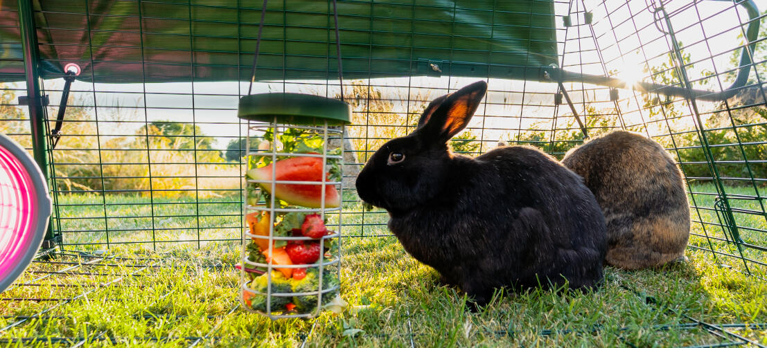 En svart kanin som spiser blader og vannmelonskiver fra en Caddi Godbitholder som henger inne i løpegården.