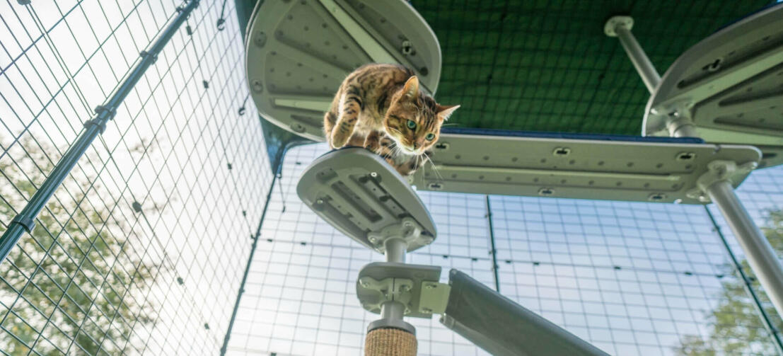 Katt på Omlet Freestyle utendørs kattetreplattform inne i Omlet catio