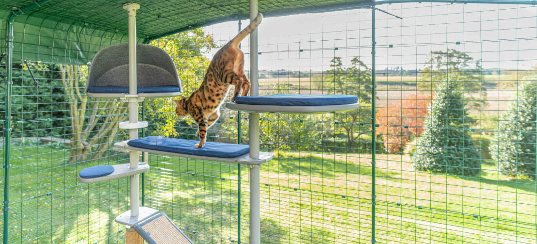 Katt som leker inne i Omlet utendørs catio trygt utendørs katteløp og Freestyle utendørs kattetre