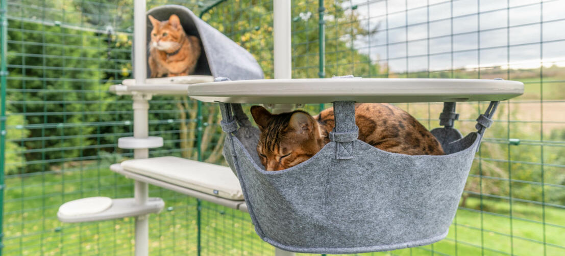 En katt som sover i hengekøyen og en annen katt som leker i hiet, tilbehør til utendørs Freestyle kattestangsystem