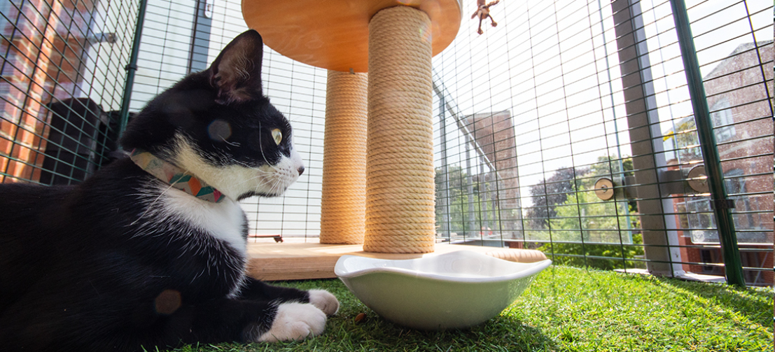 Du kan møblere den katte-sikre balkongen med klorestativ og interaktive katteleker for å gjøre kattens nye miljø enda bedre