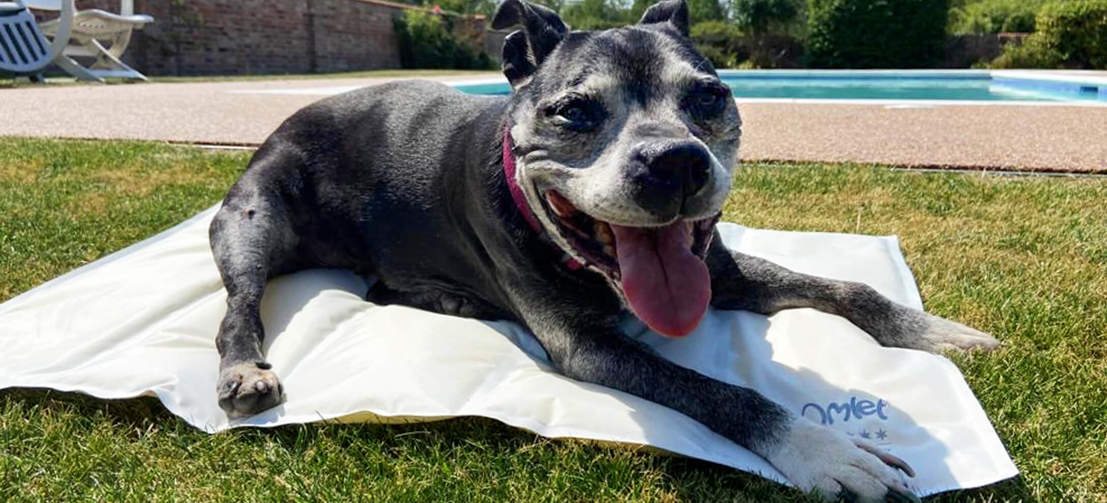 En glad hund som kjøler seg ned fra solen på en kjølematte