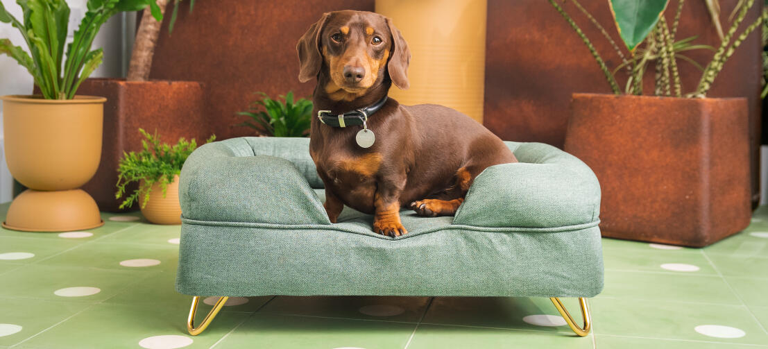 Brun dachs på lysegrønn bolsterhundseng fra Omlet