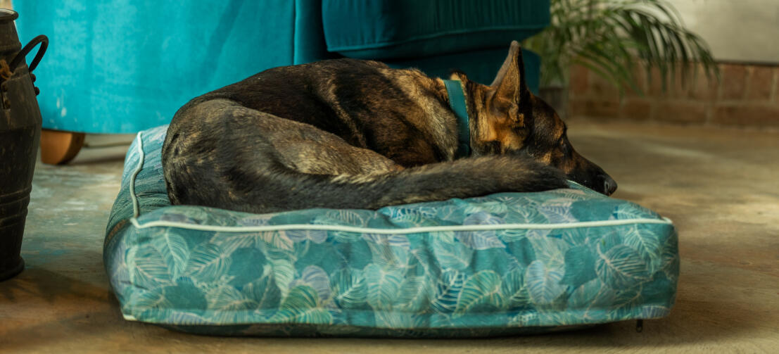 Tysk hyrde på en stor mønstret Omlet pute hund seng