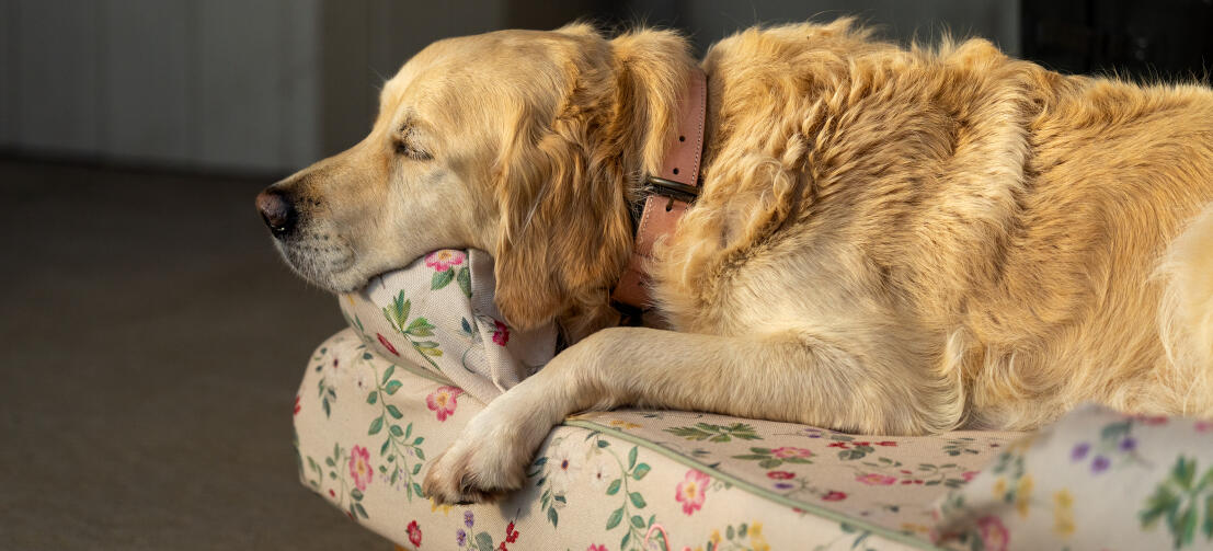 Golden retriever hviler av blomstrende bolster hundeseng