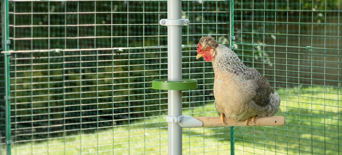 Kylling sitter på abbor av Poletree mens du ser på Godbitholder