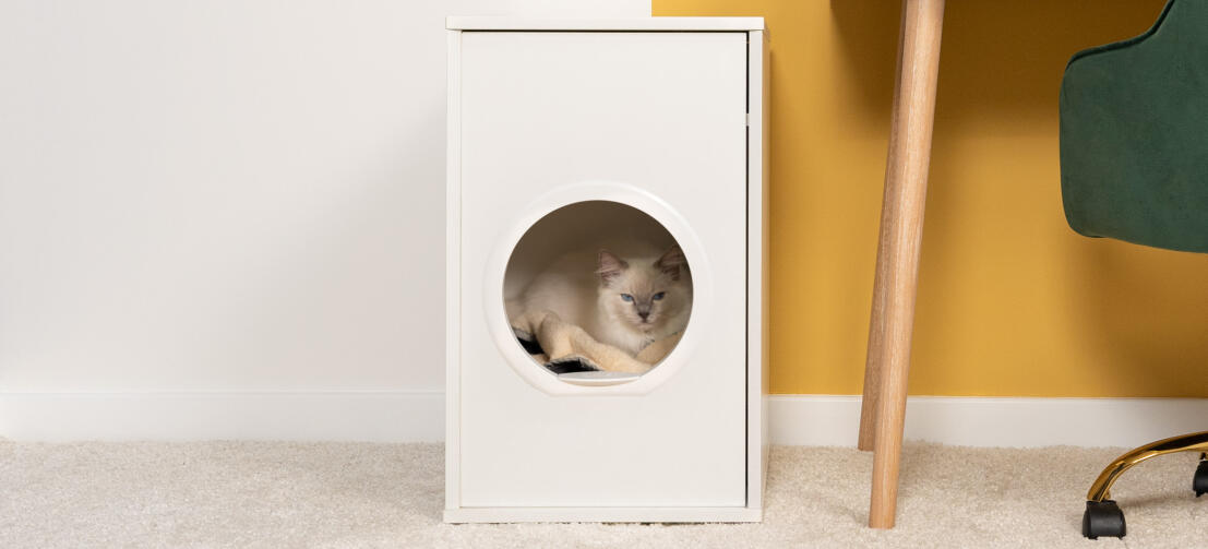 Hvit, luftig katt som sitter inne i Maya innendørs kattehus