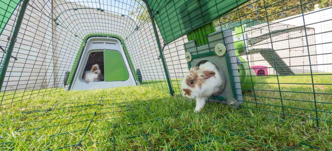 Kaniner som leker i den grønne Eglu sin, Go hytta og løper med Zippi tunnel festet
