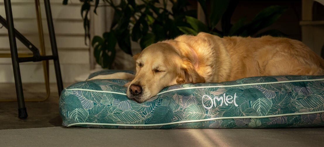 Retriever hviler på en komfortabel og stilig Omlet pute hundeseng
