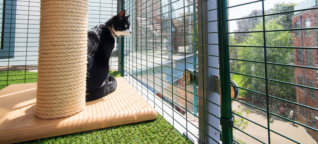 Katten din vil elske sin nye trygge plass på balkongen, og nyte den sensoriske opplevelsen av å være ute
