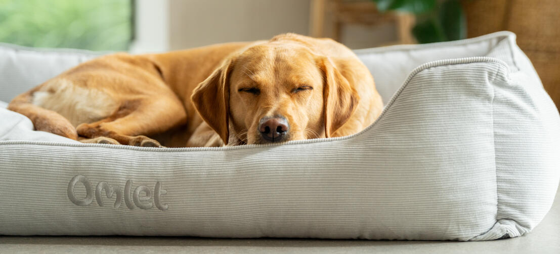 En retriever som sover på en stor hundeseng i grå fløyelsmønster.