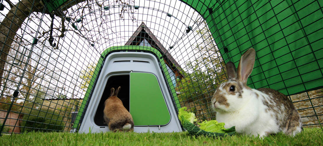Kaninene kan være ute eller inne, akkurat når de selv vil