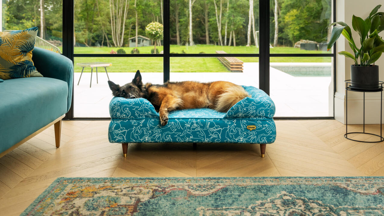 Schäferhund som ligger på en blå bolstermadrass med doodle-hundetrykk