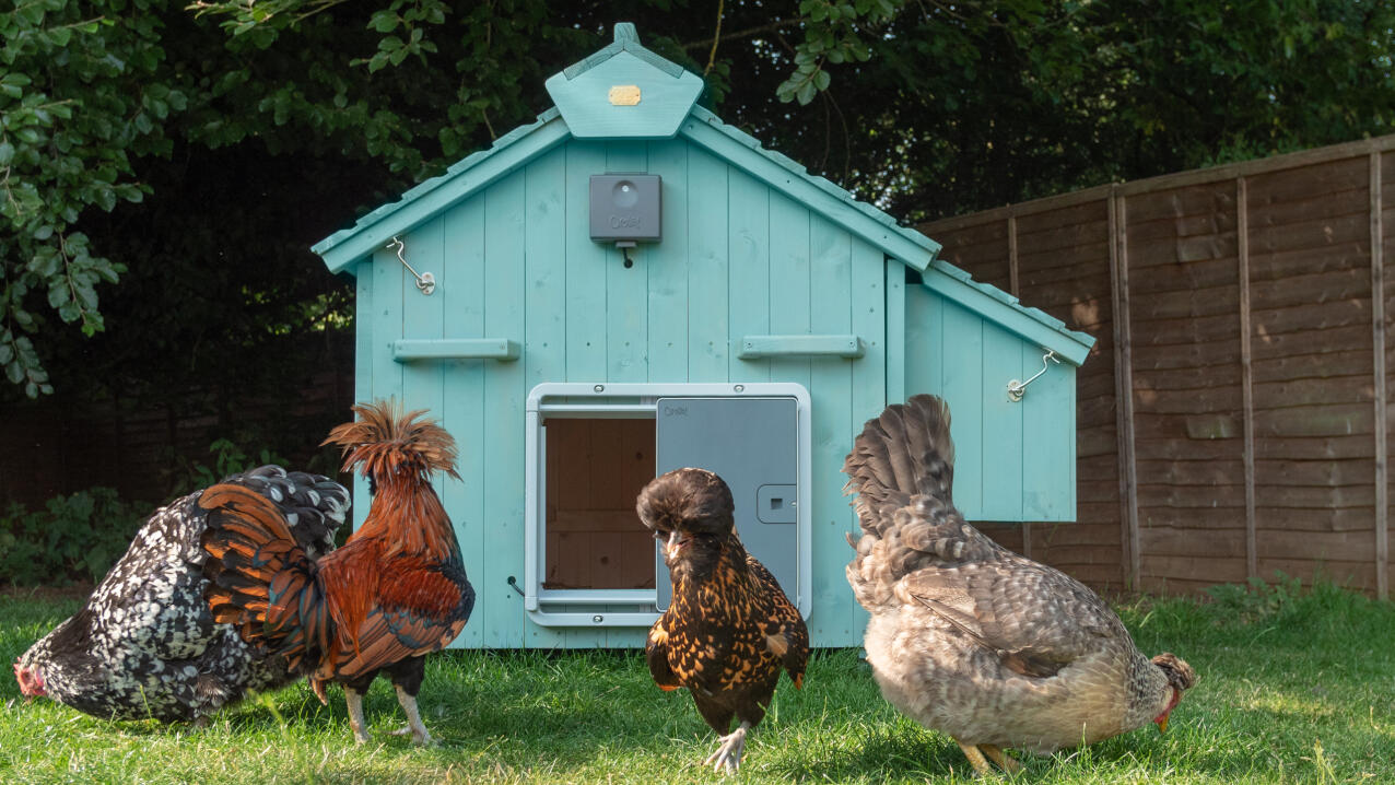 Lyseblått hønsehus i tre med automatisk portåpner