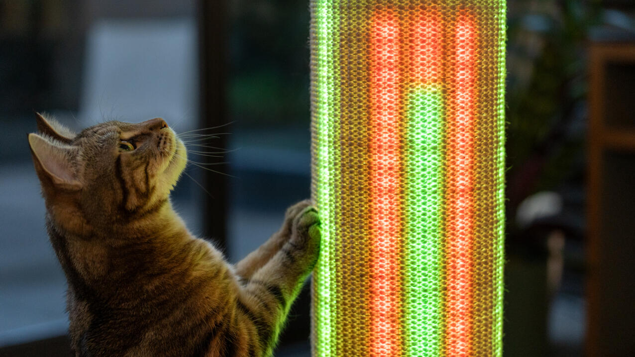 Katt som engasjerer seg i lysmodus på en Switch kattekløer.