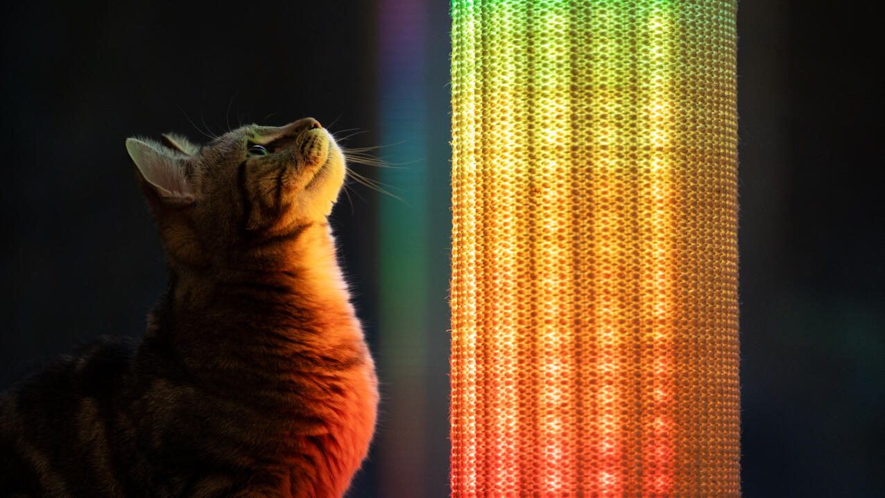 Katt som ser på regnbuefarget lys på Switch katteklorebatteri