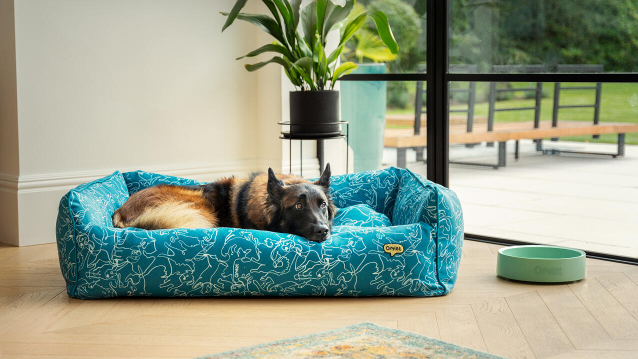 Schäferhund som ligger i en blå hundeseng i en moderne bolig.