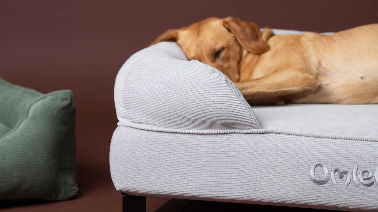 Nærbilde av en labrador som sover på en hundeseng i fløyel.