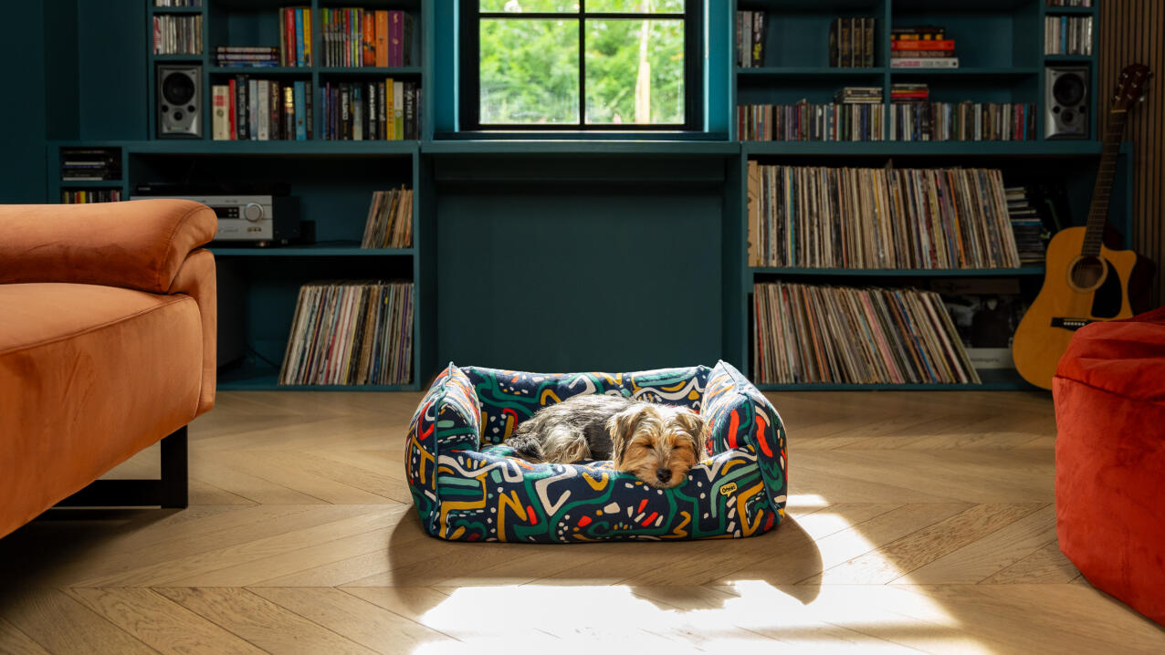 Hund som ligger på en fargerik rede i en koselig lesesal