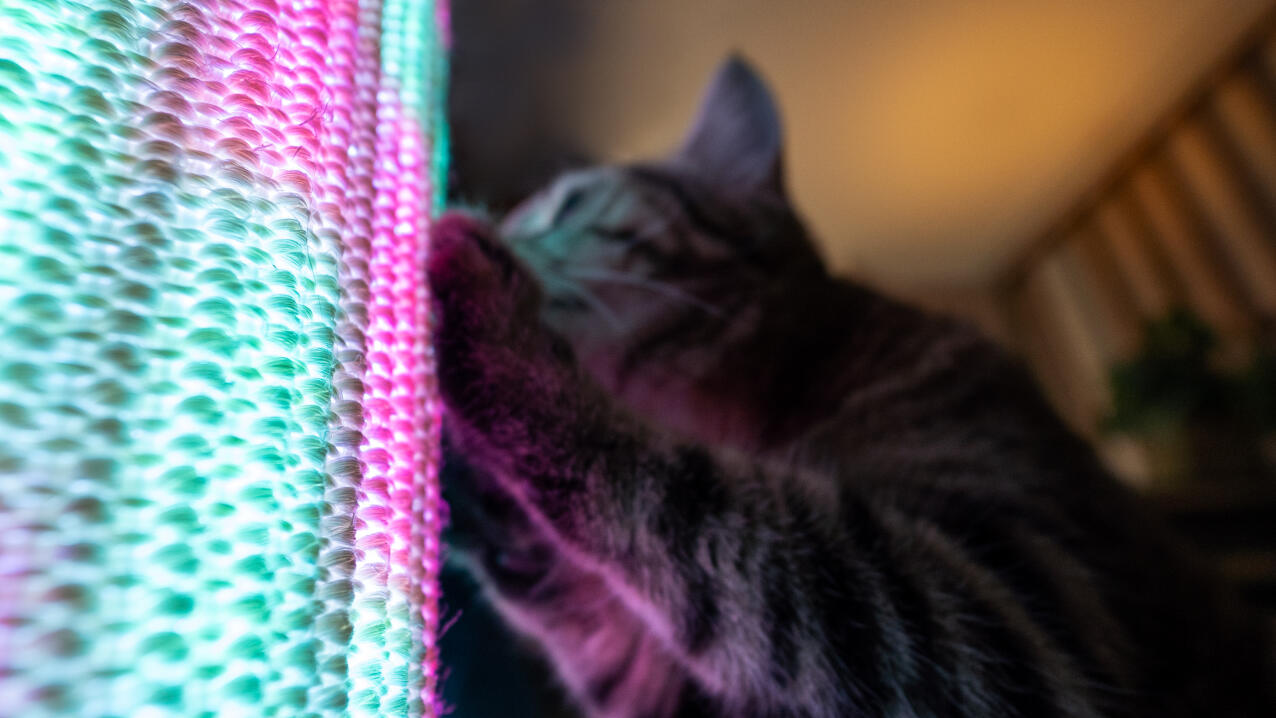 Detalj av en katt som klør på Switch med rosa og blå lysmodus