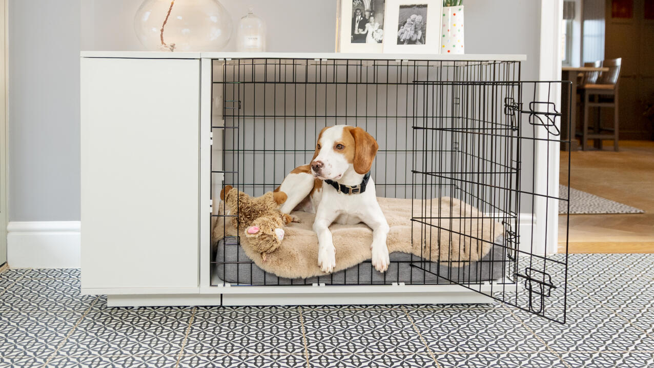 En beagle som ligger på en Topology hundeseng i en kasse.