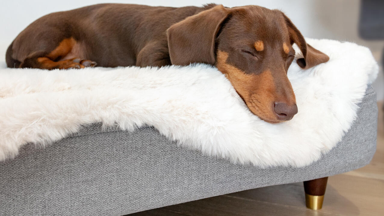 Pølsehund som ligger på en Topology seng med hvit saueskinnstopp.