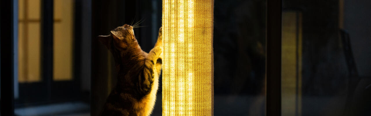 Switch bærekraftig, lysende katteklor i sisal